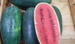 体育圈cp 吃瓜黑料精品一区,揭秘一区吃瓜黑料背后的真相