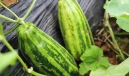 瓜在体育圈是什么意思 热点吃瓜,揭秘体育圈“吃瓜”背后的热点事件