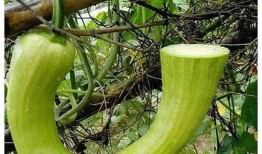 在线吃瓜的意思 155,揭秘网络“吃瓜群众”的狂欢盛宴